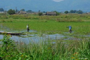 Agricultores en el Lago Inle