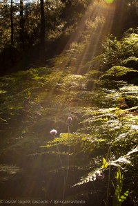 Arroyo Tejo (Sierra de Alcaraz)