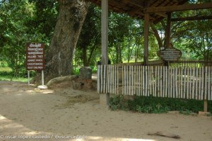 Árbol de los horrores