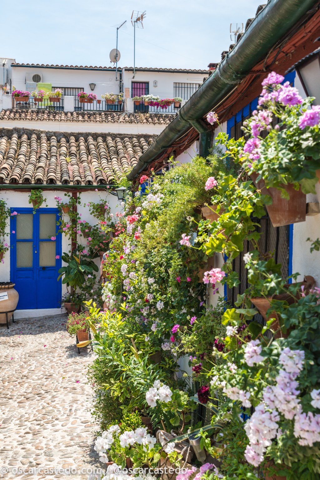 Patios de Córdoba, rebosantes de color y&nbsp;pasión!