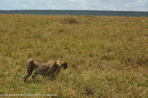 Guepardo