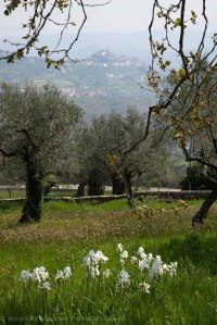 Vistas de los olivos desde Boville Ernica